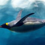 Penguin diving under ice, underwater photography.